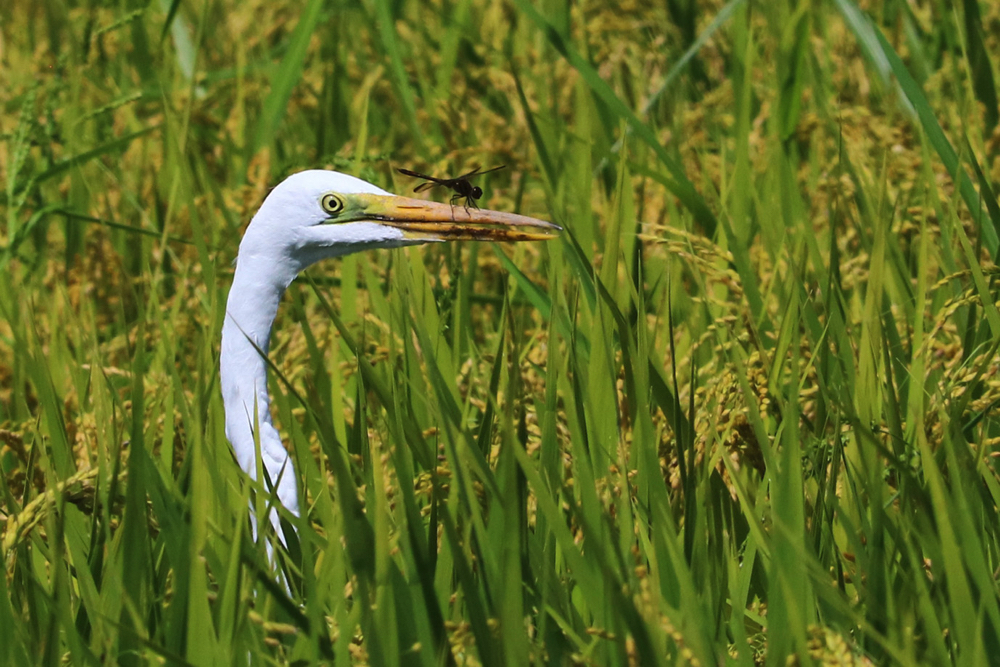フォトコンテスト入賞作品